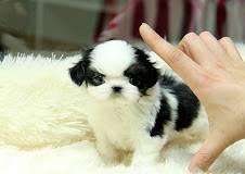 Cute female Shih Tzu puppy available for adoption