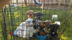 Dachshund puppies