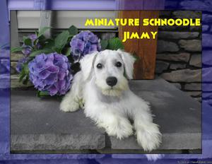 Jimmy AKC Mini Schnoodle