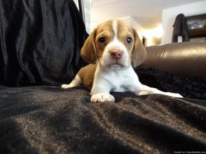 Lovable beagle puppies ready to go