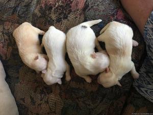 MalChi Puppies For Sale