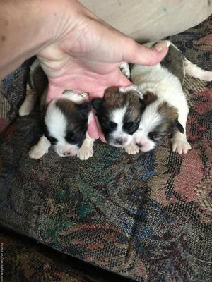 MalShi Puppies For Sale