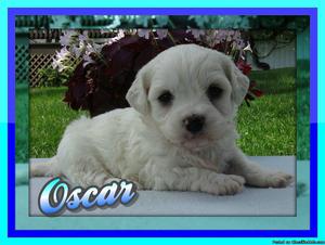Oscar Teddy Bear