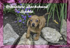 Sophia Mini Dachshund