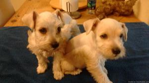 White Mini-Schnauzer puppies