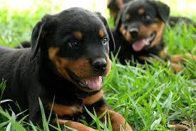 cute rottweiler puppies for adoption