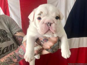 english bulldg puppy for a new home