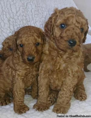 poodle Female puppy