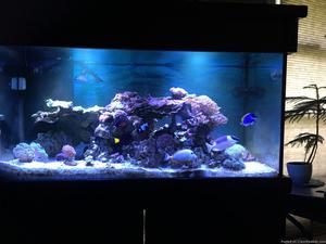 120 gallon reef ready tank,stand,canopy