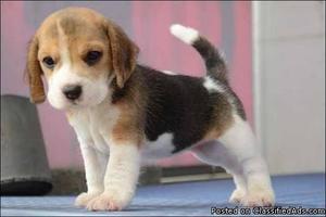 Beagle (male and female) available