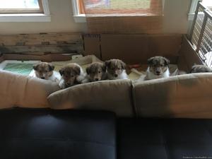 CKC registered Collie puppies