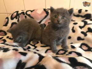 Russian Blue Kittens Available For Sale.(