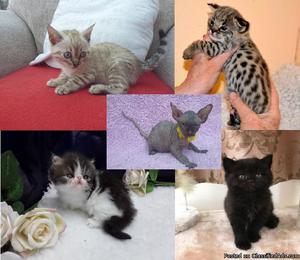 Savanna & Spynx Kittens For Sale (