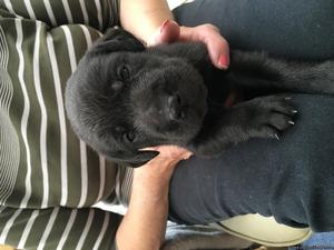 7 Black KC registered labradors for sale