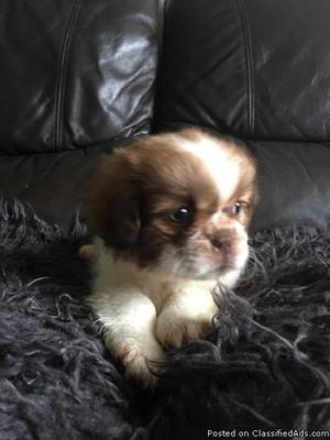 All Shih tzu puppies for sale