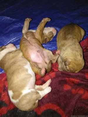 American bulldog mix puppies