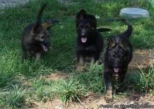 Ckc Registered German Shepherd puppys long hair