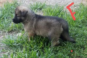 Ckc Registered Silver Sable German Shepherd puppy female