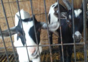 Goats for sale.1 nanny/1 billy