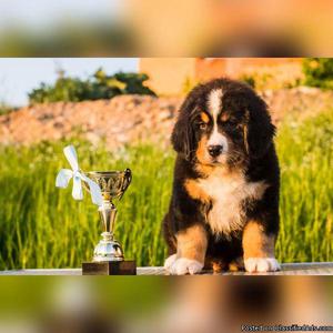 REhome Bernese mountain dog