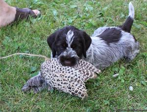 Wirehaired Pointing Griffon Puppies for Sale