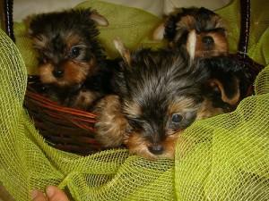 ggte Cute Teacup Yorkshire Puppies For sale
