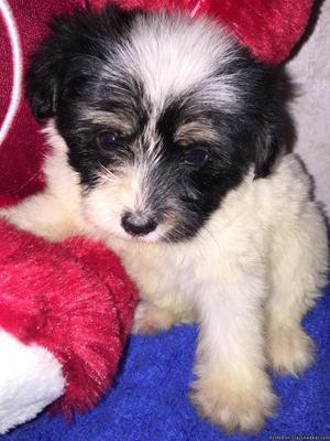 Adorable Yorkie-Poo Puppies