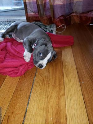 Gray and White Blue nose Pitbull Puppy