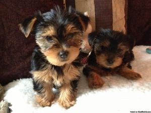 Tiny Yorkie Puppies! Text 