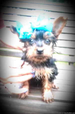 Tiny Yorkshire Terrier puppy!