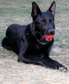 AKC SOLID BLACK GERMAN SHEPHERD FEMALE PUPS.