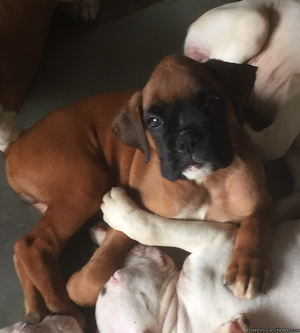 AKC boxer puppies 6&9 weeks