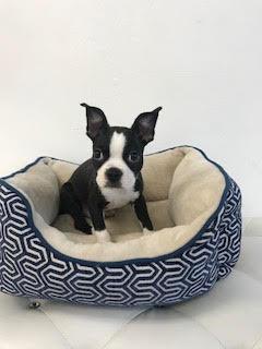 Boston Terrier Puppies For Sale !!!