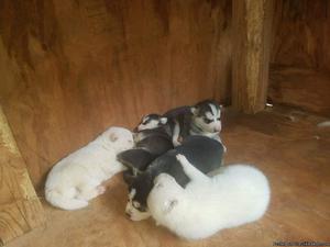 CKC Siberian Husky Puppies