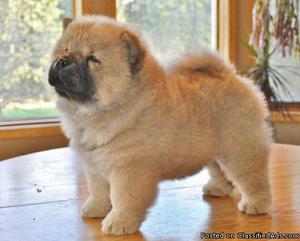 Chunky Chow Chow Puppies