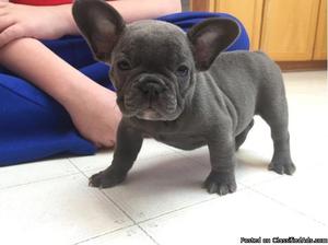 French Bulldog Puppies For Sale.