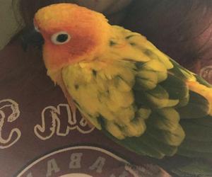 Rehoming my Sun Conure