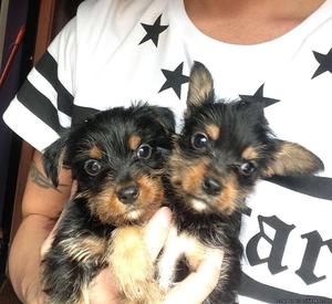 Yorkshire Terrier Puppy For Adoption