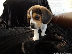 Affectionate beagles puppies