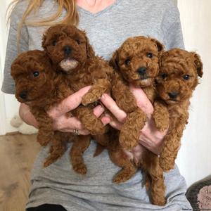 Beautiful Pure Bred Toy Poodle