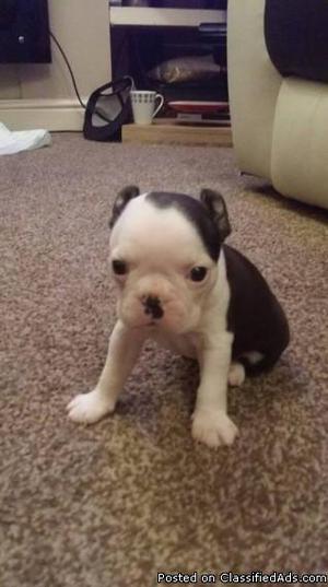 Boston puppy available