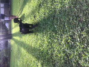 Cane Corso puppies