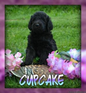 Cupcake: Female Labradoodle F1b