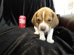 Potty trained beagle puppies