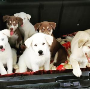 White and brown husky puppies