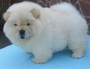 dfgg Extra Charming Chow Chow Puppies For sale