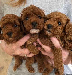 dsg Beautiful Pure Bred Toy Poodle
