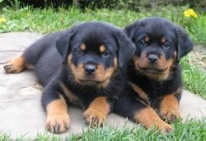 ggas Beautiful Rottweiler Puppies Sale