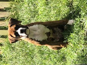 Female Boxer Puppy for Sale