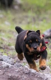 LOVELY ROTTWEILER PUPPIES FOR ADOPTION
